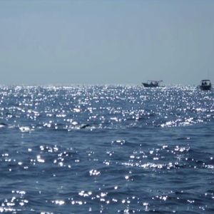 Meet your Posher, Bailey